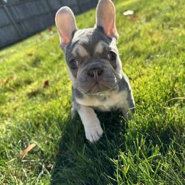 French Bulldog Puppies from Wyatt and co Frenchies