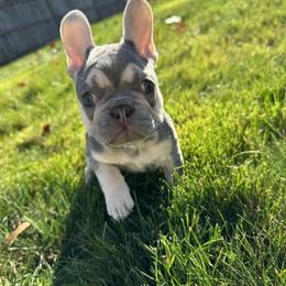 French Bulldog Puppies from Wyatt and co Frenchies