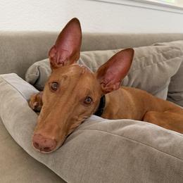 Pharaoh Hound puppies from ACE Pharaoh Hounds