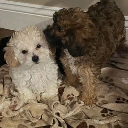 Maltipoo Puppies from Awwws-n-Pawws