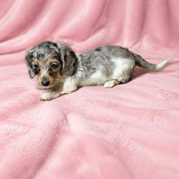 Jada - Dapple female Dachshund puppy in Richmond, Virginia from Paw Prints