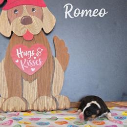 Romeo - Black and tan male Pembroke Welsh Corgi puppy in Briggsdale, Colorado from Lovebird Corgis