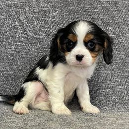Cavalier King Charles Spaniels from Cavalier King Charles Spaniels