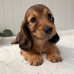 Shaded Red - Red female Dachshund puppy in Nampa, Idaho from Long_and_Low_Dachshunds