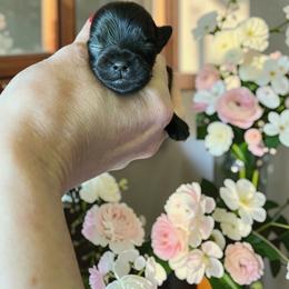 Russian Salon Dog and Yorkshire Terrier Puppies from Yorkies Kisses