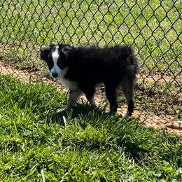 Betty Lou Who - Black tri Toy Australian Shepherd puppy in Dayton, Tennessee from Willow Ridge Mini and Toy Aussies