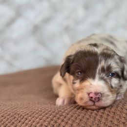 Sweet Potato - Red merle female Australian Shepherd puppy in Argyle, Iowa from Country Time Kennels