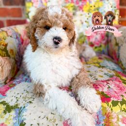 Banner - male Bernedoodle puppy in Clinton, Oklahoma from Golden Paws Fur Babies