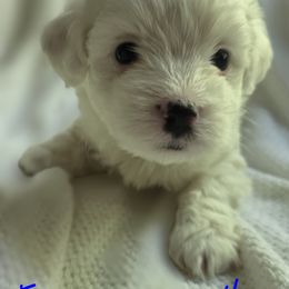 Maltipoo Puppies from Missy's Little Garden