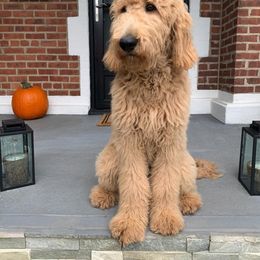Goldendoodle Puppies from SunriseDoodles