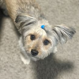 Nola Jean - Morkie