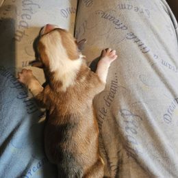 Butterfinger - Red male Pembroke Welsh Corgi puppy in Walnut, Iowa from Michelle's House of Corgi's