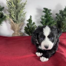 Oreo - Black & white male Miniature Australian Shepherd puppy in Reidsville, North Carolina from Cherry Grove Kennel