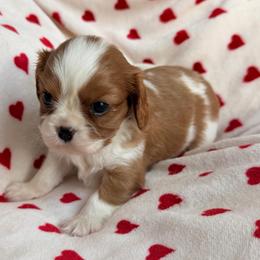 Maxwell - Blenheim male Cavalier King Charles Spaniel puppy in Rockville, Maryland from Skais the Limit