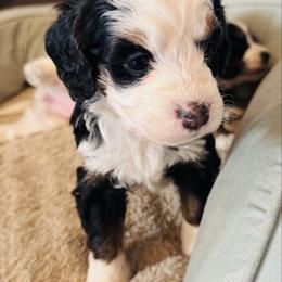Prancer - Tri-color female Bernedoodle puppy in Saint Francis, Kansas from Land of Oz Doodles