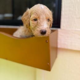 Boy 2 - Apricot male Goldendoodle puppy in Bogue Chitto, Mississippi from Valentine Kennels