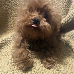 Donner - Red  male Poodle puppy in Copan, Oklahoma from J&K Kennels