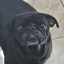 Peppa - Pug