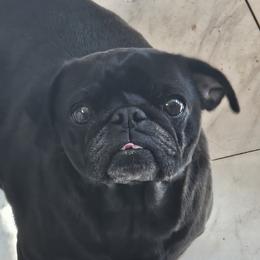 Peppa - Pug