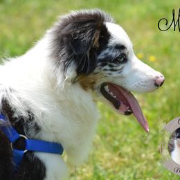 Mick - Miniature Australian Shepherd