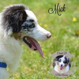 Mick - Miniature Australian Shepherd