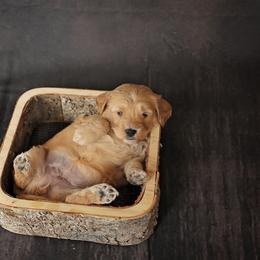 Molly- girl - Goldendoodle puppy in Lyman, Wyoming from Sweet Oakley Doodles