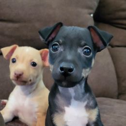 Rat Terrier Puppies from Country Rat Terriers