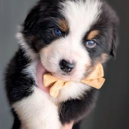 Chocolate Chip - Black tri-color male Australian Shepherd puppy in Georgetown, Texas from River Reign Australian Shepherds