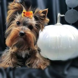 Yorkshire Terrier Puppies from Harmony Hills Yorkies