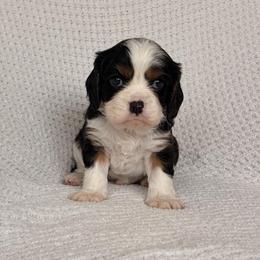 Flash - Tri-color male Cavalier King Charles Spaniel puppy in Katy, Texas from True Heart Cavaliers llc