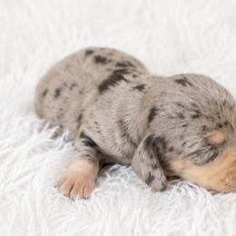 Dapple boy 3 - Dapple male Dachshund puppy in Wahiawa, Hawaii from Versatile Ohana