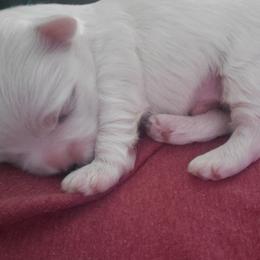 Maria - White female Maltese puppy in Chambersburg, Pennsylvania from Vazquez Maltese
