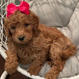 Poodles from Neanna's Pups and Poodles