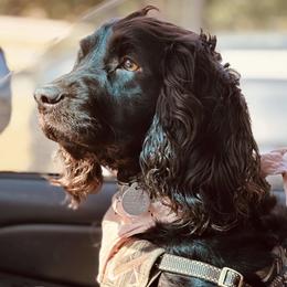 Val - Boykin Spaniel