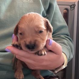 Gray - Golden male Golden Retriever puppy in Hendersonville, North Carolina from Apple Country Retrievers