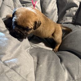 Girl 2 - Red female Bullmastiff puppy in Otisfield, Maine from Boulder Ridge Kennels