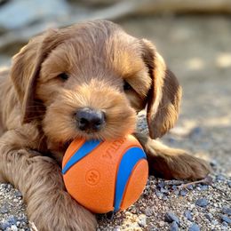 Australian Labradoodle Puppies from Starlight Ridge Australian Labradoodles
