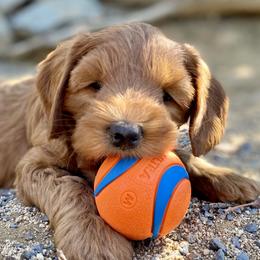 Australian Labradoodle Puppies from Starlight Ridge Australian Labradoodles