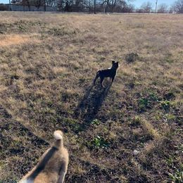 Australian Cattle Dog Puppies from LoveAHeeler