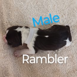 Mr. Rambler - Liver and white male English Springer Spaniel puppy in Kingsport, Tennessee from Leandra's English Springer Spaniels