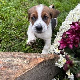Basset Hound Puppies from Susan's Basset Hounds