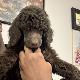 Dark Brown - Brown male Poodle puppy in Ogden, Utah from Kotu Poodles