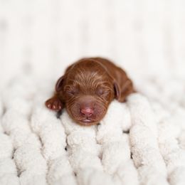 Australian Labradoodle Puppies from Swinging Gate Labradoodles