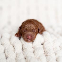 Australian Labradoodle Puppies from Swinging Gate Labradoodles