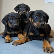 Girl 1B - Black and tan female Beauceron puppy in Vale, North Carolina from Von Katzenstein Kennel