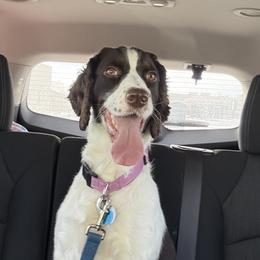 Nala - English Springer Spaniel