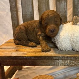 Purple Collar Standard Poodle - Red  female Poodle puppy in Murrayville, Georgia from Spoiled Rotten Kennels