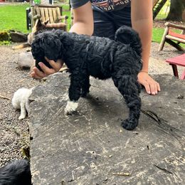 Labradoodle Puppies from Bear Creek Labradoodles