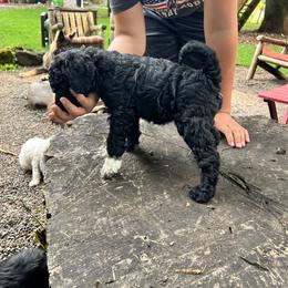 Labradoodle Puppies from Bear Creek Labradoodles