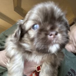 Lady - Chocolate and tan female Shih Tzu puppy in Covington, Georgia from Top Hats 2  Shih Tzu’s